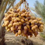 ۳۵هزار تن رطب و خارک از خوزستان روانه بازار می‌شود