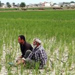 نگرانی کشاورزان دزفول از اعلام ممنوعیت کشت پائیزه